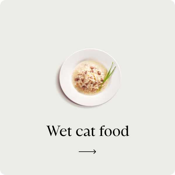 Cibo umido per gatti