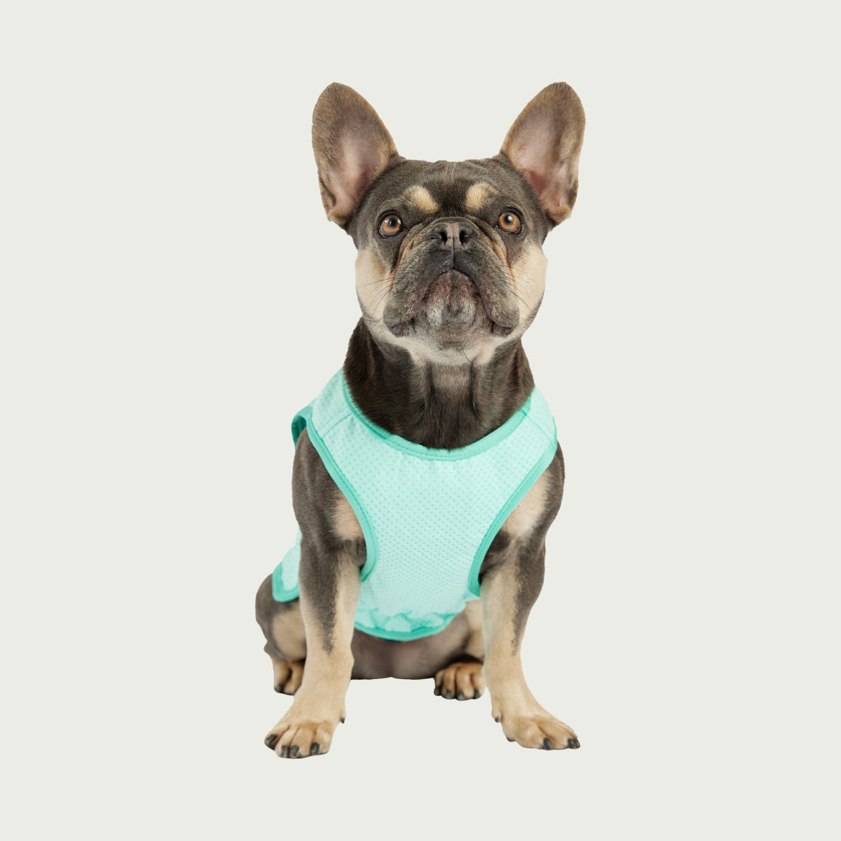 Gilet refrigerante per cani® | GF Pet of Canada | Acquamarina