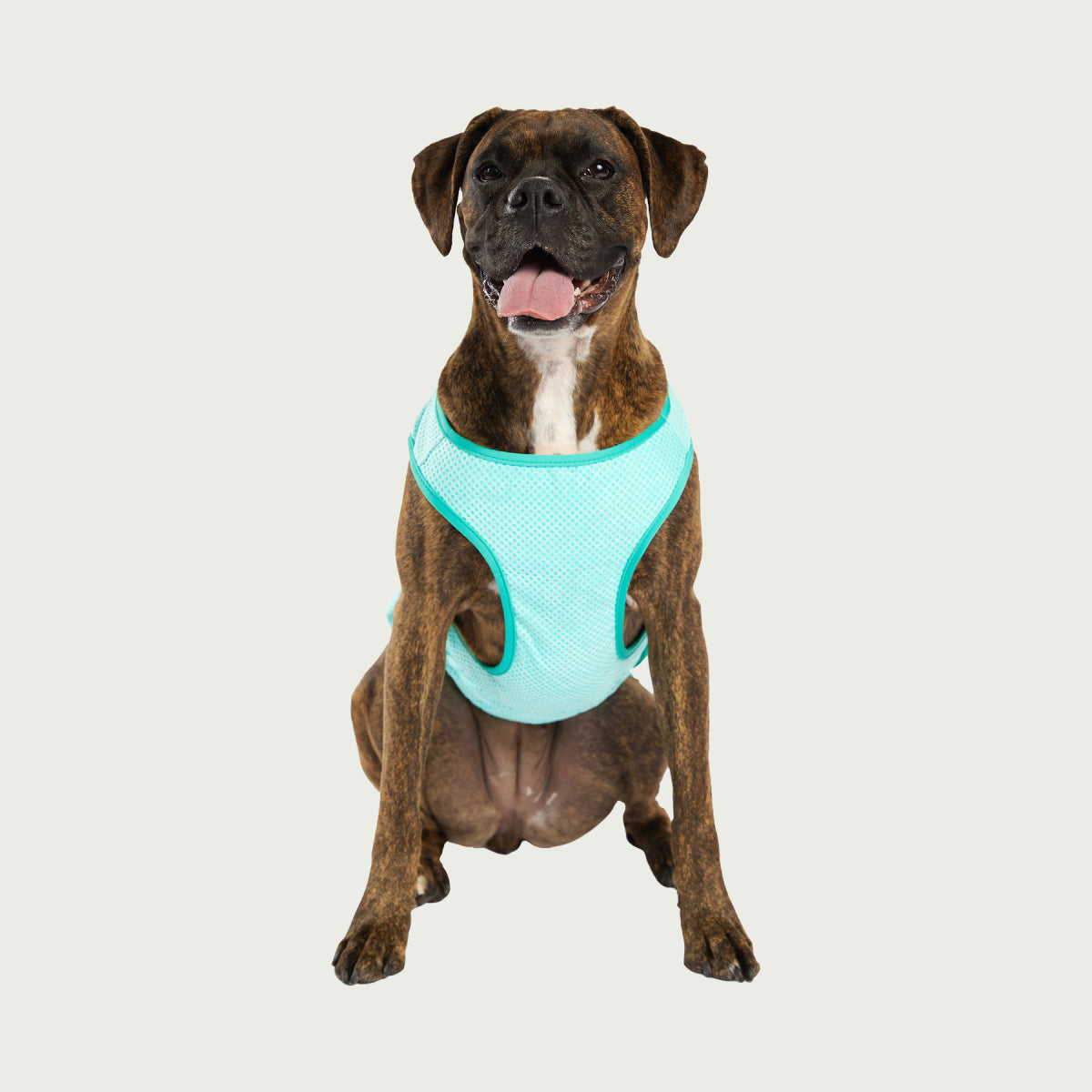 Gilet refrigerante per cani® | GF Pet of Canada | Acquamarina