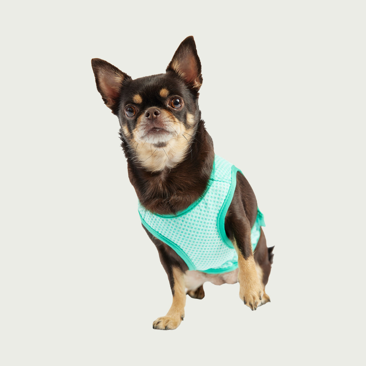 Gilet refrigerante per cani® | GF Pet of Canada | Acquamarina