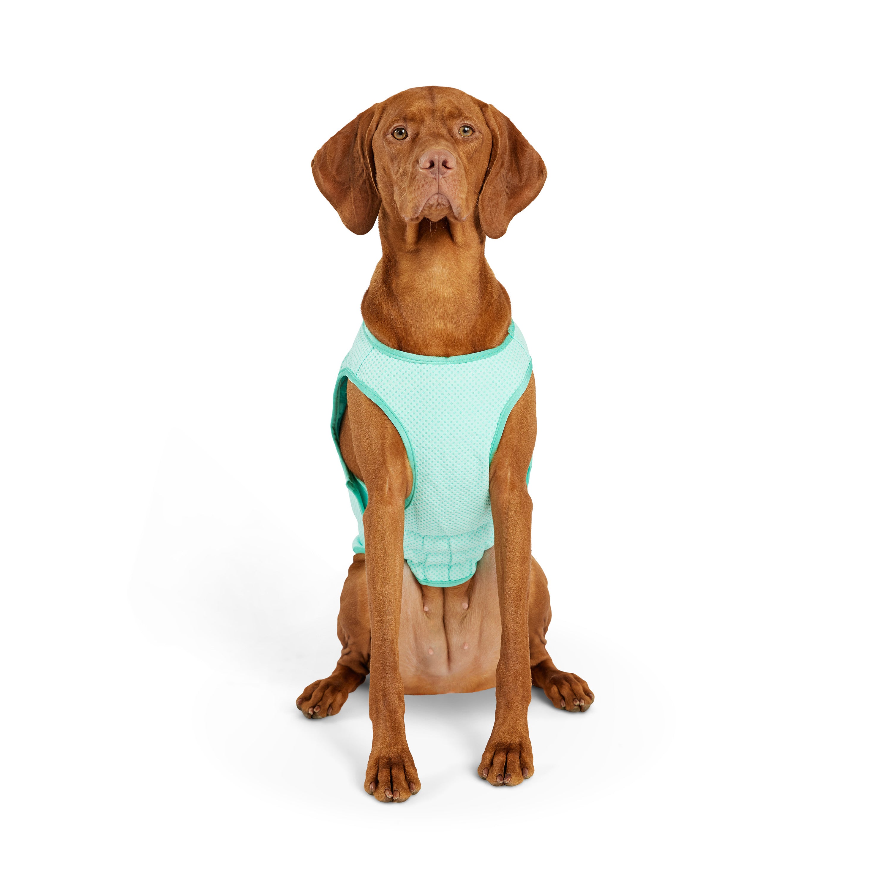 Gilet refrigerante per cani® | GF Pet of Canada | Acquamarina