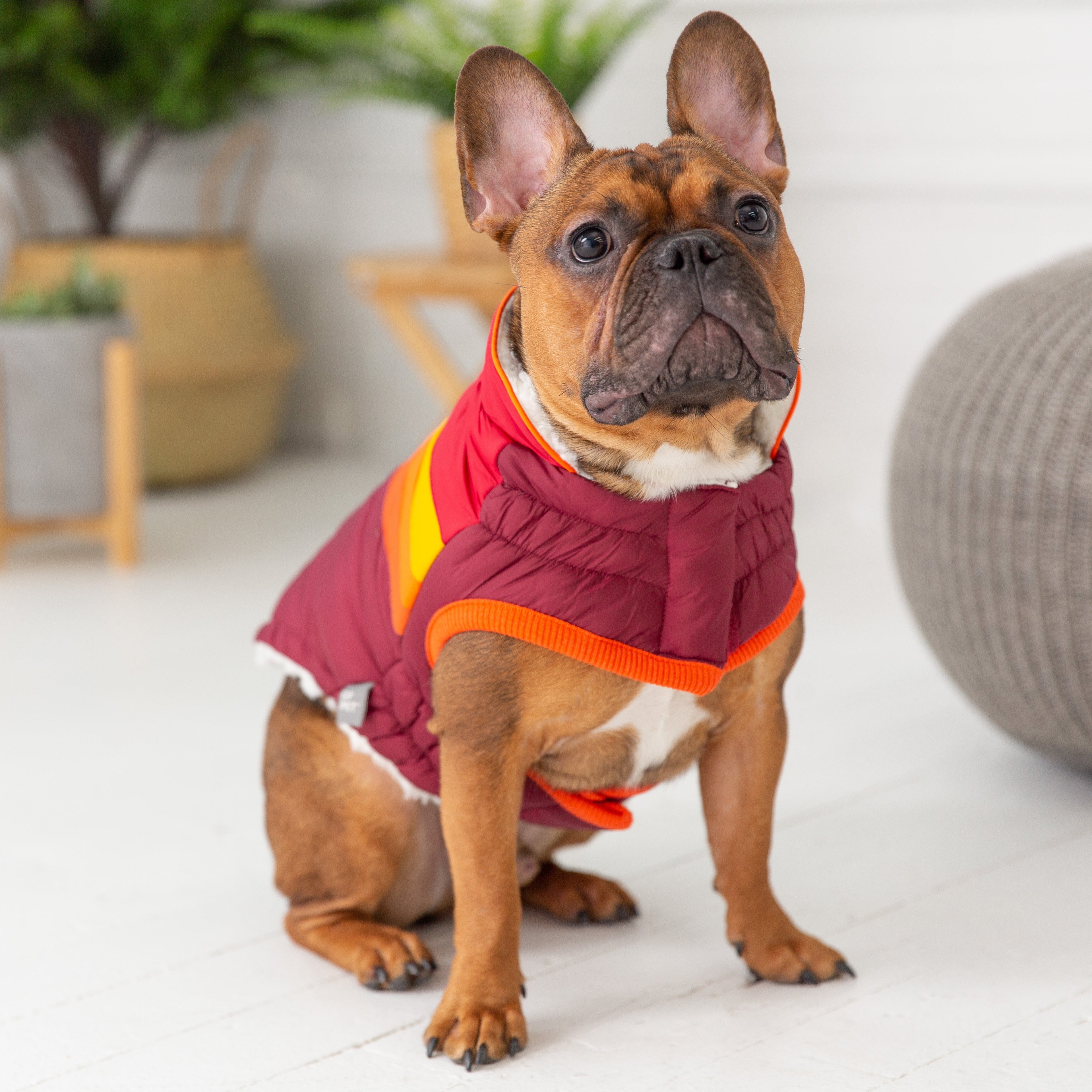 Cappotto invernale per cani GF Pet | Giacca calda e impermeabile Elasto-Fit®