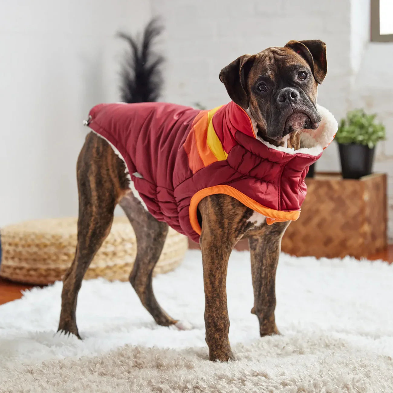 Cappotto invernale per cani GF Pet | Giacca calda e impermeabile Elasto-Fit®